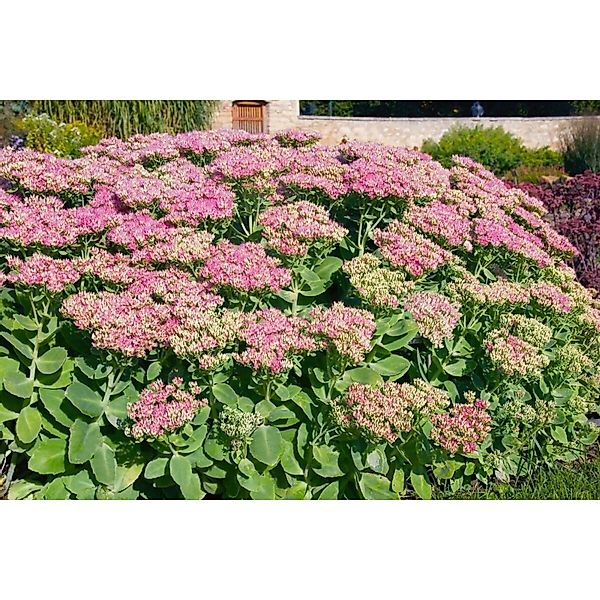 Sedum Spectabile Rosenteller Fetthenne Ca. 11x11 cm Topf günstig online kaufen
