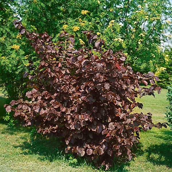 Corylus Maxima Purpurea Purpur-Hasel 60–100 cm günstig online kaufen