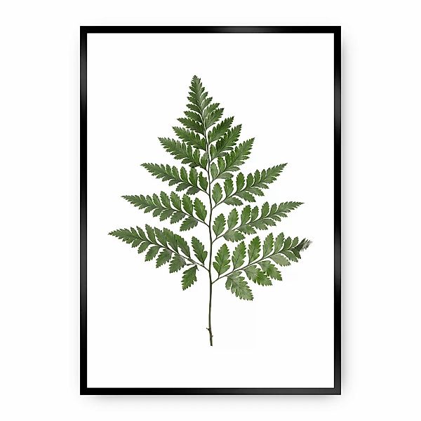 Poster Fern Green, 70 x 100 cm, Rahmen wählen: schwarz günstig online kaufen