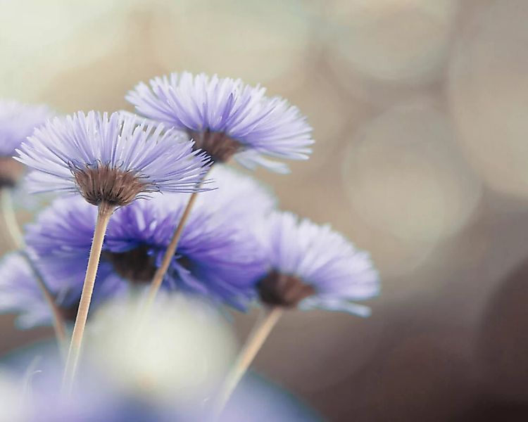 Fototapete "Blume violett" 4,00x2,50 m / Glattvlies Perlmutt günstig online kaufen
