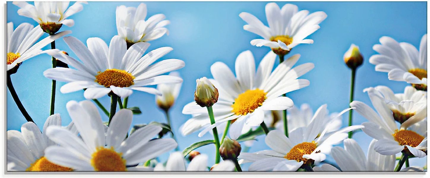 Artland Glasbild "Blumen - Margeriten" Blumen 1 Stk. tlg. in verschiedenen günstig online kaufen