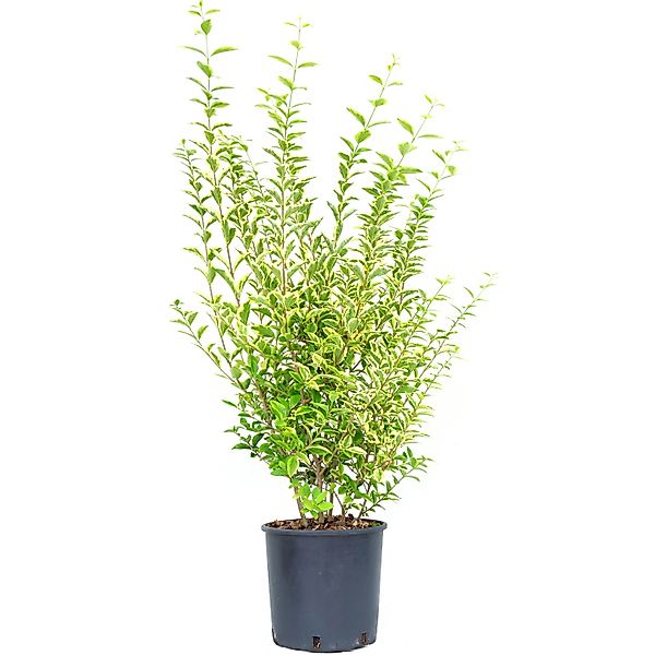 GROW by OBI Liguster Aureum Höhe ca. 80 -100 cm Topf ca. 10, günstig online kaufen