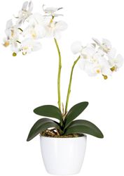 Kunstpflanze Phalaenopsis Orchidee, Creativ green, Höhe günstig online kaufen