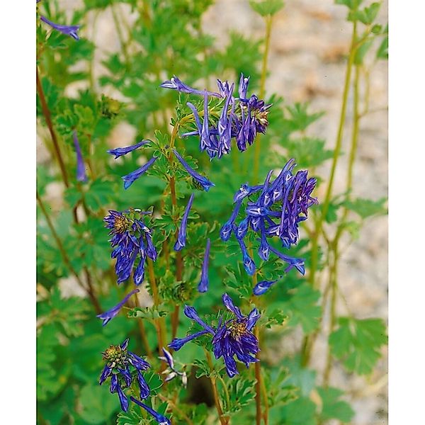Corydalis Elata Spinners Himmelsblauer Lerchensporn Ca. 9x9 cm Topf günstig online kaufen