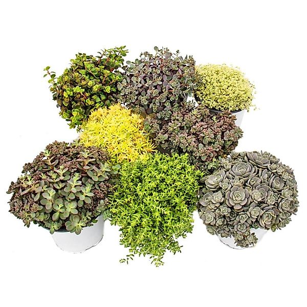 Exotenherz Beetpflanze 8 Winterharte Sedum-Pflanzen Fetthenne abwechslungsr günstig online kaufen