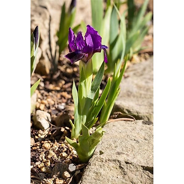 Iris X Barb.-nana Cherry Garden Zwergiris Ca. 9x9 cm Topf günstig online kaufen