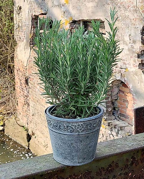 Zink Blumentopf Vintage-Stil Rund Pflanztopf Zinktopf Landhaus Grau Ø 15cm günstig online kaufen