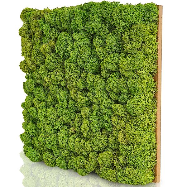 naturewalls Wandpaneel Moospaneele PREMIUM 25x25 -Moosbild günstig online kaufen
