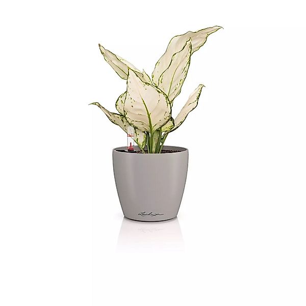 Lechuza® Blumentopf Classico Color 12 sandbraun günstig online kaufen