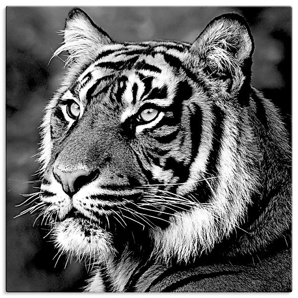Artland Wandbild »Tiger«, Wildtiere, (1 St.), als Leinwandbild, Poster, Wan günstig online kaufen