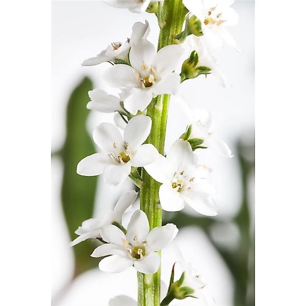 Lysimachia Clethroides Entenschnabel Ca. 9x9 cm Topf günstig online kaufen