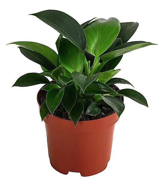 Dehner Zimmerpflanze Baumfreund, Philodendron Green Princess, 15-20 cm, Ø T günstig online kaufen