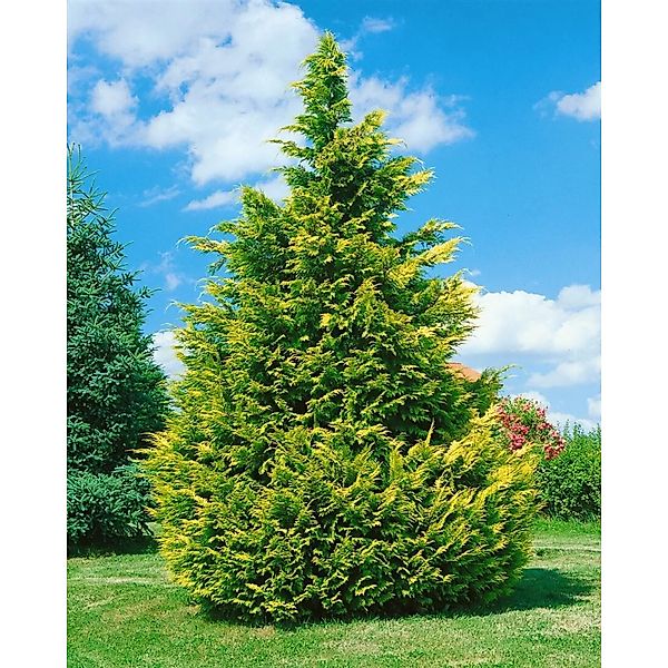 Chamaecyparis,awsoniana Lane 100-125 cm günstig online kaufen