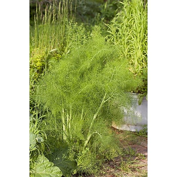Foeniculum Vulgare Fenchel Ca. 9x9 cm Topf günstig online kaufen