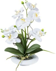 Kunstorchidee Orchidee Phalaenopsis, Creativ green, Höhe günstig online kaufen