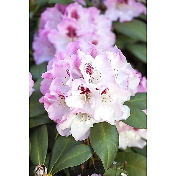 Rhododendron Yakushimanum Nicoletta Rosa Blüten 40–50 cm günstig online kaufen