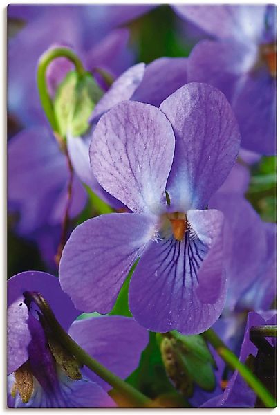 Artland Leinwandbild »Veilchen«, Blumen, (1 St.) günstig online kaufen