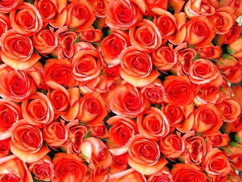 Papermoon Fototapete »Orange Roses« glatt günstig online kaufen