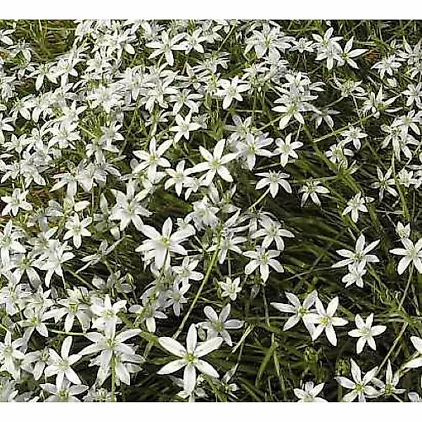 Dolden Milchstern - Ornithogalum umbellatum günstig online kaufen