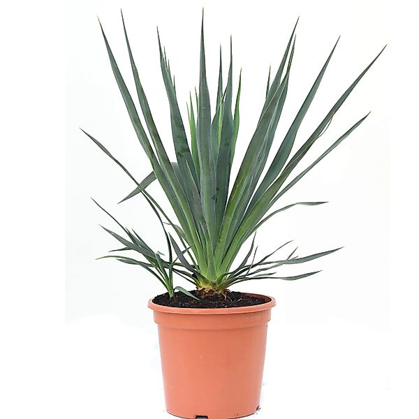 GROW by OBI Palmlilie Höhe ca. 30 -40 cm Topf ca. 10 l Yucca gloriosa günstig online kaufen