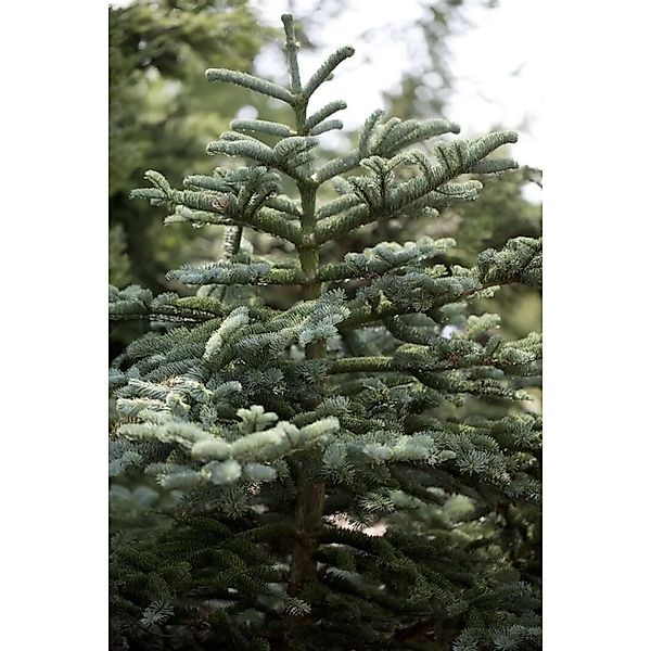 Abies Concolor Weiß-Tanne 60–80 cm günstig online kaufen