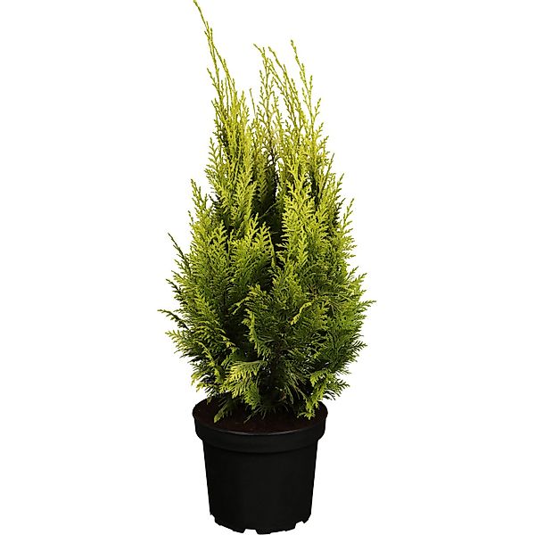 GROW by OBI Scheinzypresse Ivonne Gelb Höhe ca. 20 - 30 cm Topf ca. 2 l günstig online kaufen