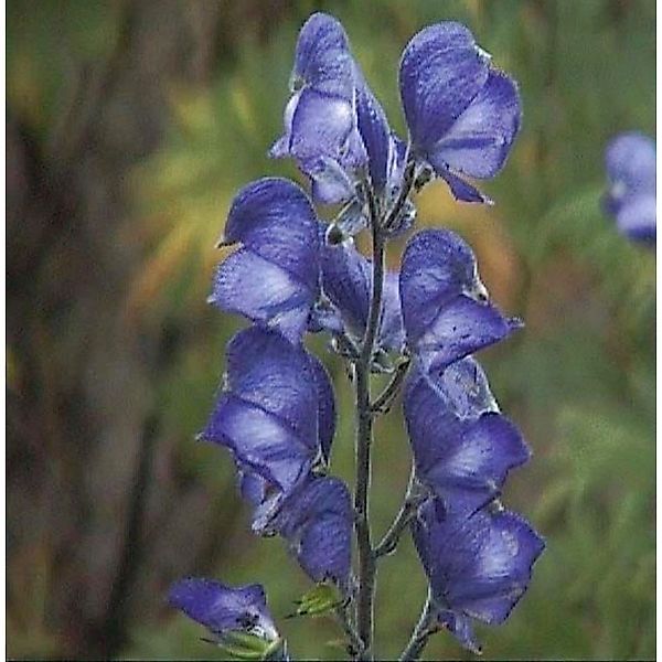 Herbsteisenhut Newry Blue - Aconitum carmichaelii günstig online kaufen