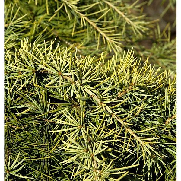 Himalaya Zeder Golden Horizon 60-80cm - Cedrus deodara günstig online kaufen