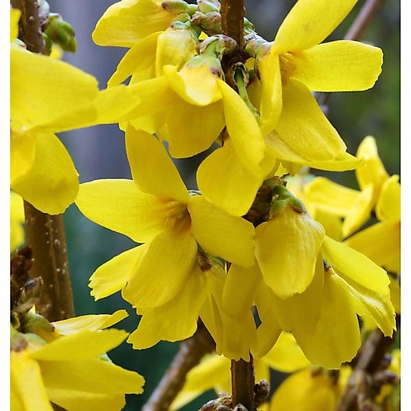 Forsythie Goldrausch 60-80cm - Forsythia Goldrausch günstig online kaufen