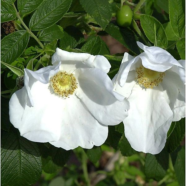 weiße Apfelrose 30-40cm - Rosa rugosa alba günstig online kaufen