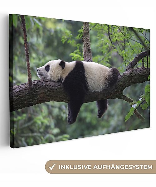 OneMillionCanvasses® Leinwandbild Panda - Baum - günstig online kaufen