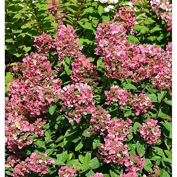Rispenhortensie Petite Star 40-60cm - Hydrangea paniculata günstig online kaufen