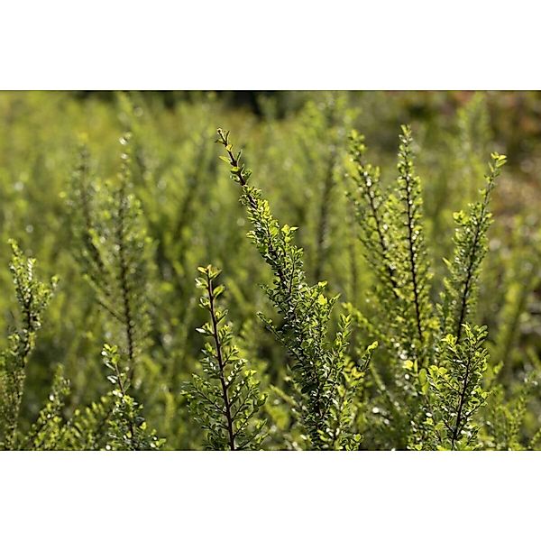Ulmus Parvifolia Seiju Chinesische Ulme 80 cm Stammhöhe günstig online kaufen