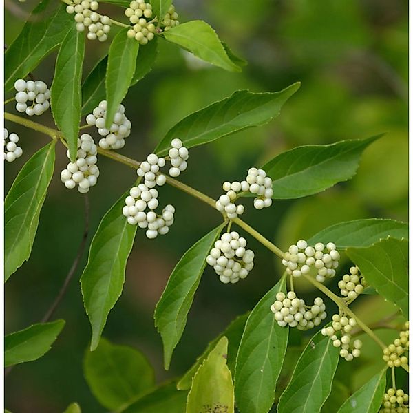 Liebesperlenstrauch Schönfrucht Magical Snowstar 30-40cm - Callicarpa bodin günstig online kaufen