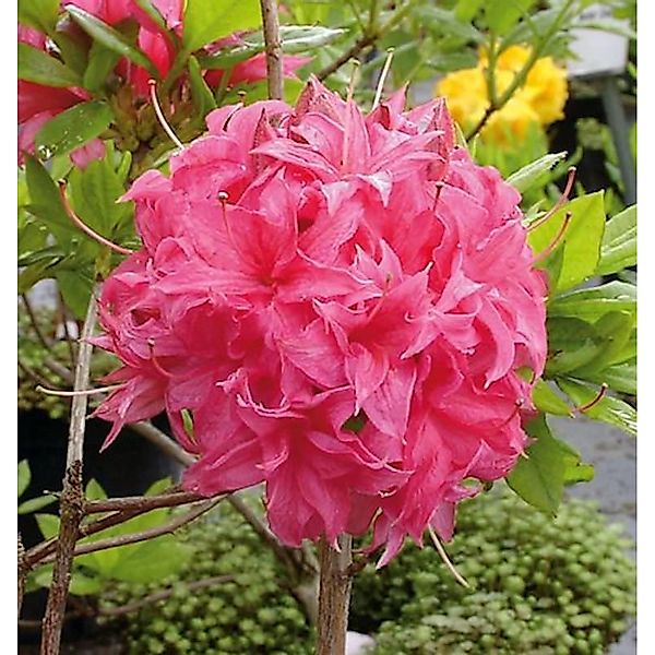 Azalee Homebush 50-60cm - Rhododendron luteum - Alpenrose günstig online kaufen