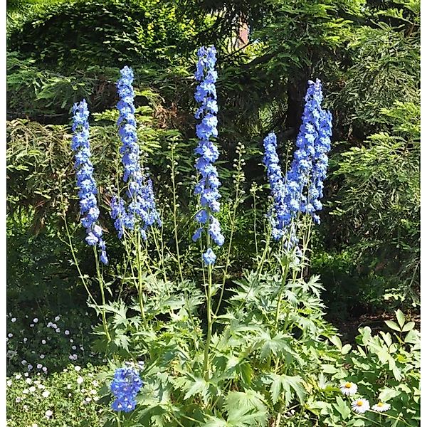 Hoher Rittersporn Jubelruf - Delphinium elatum günstig online kaufen
