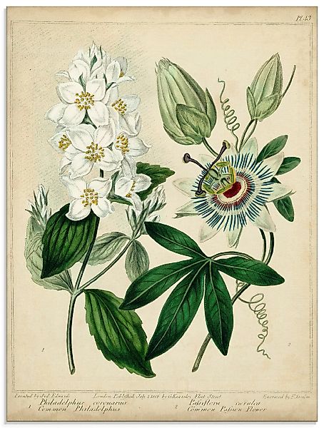 Artland Glasbild »Federnelke II«, Blumen, (1 St.) günstig online kaufen