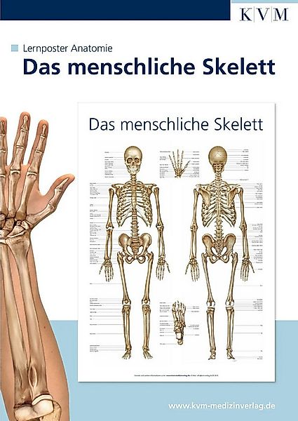 Poster Anatomie Lernposter. Das menschliche Skelett günstig online kaufen