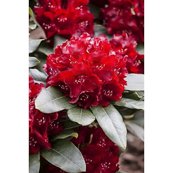 Rhododendron Hybr. Cherry Kiss Rhododendron Rot 30–40 cm günstig online kaufen