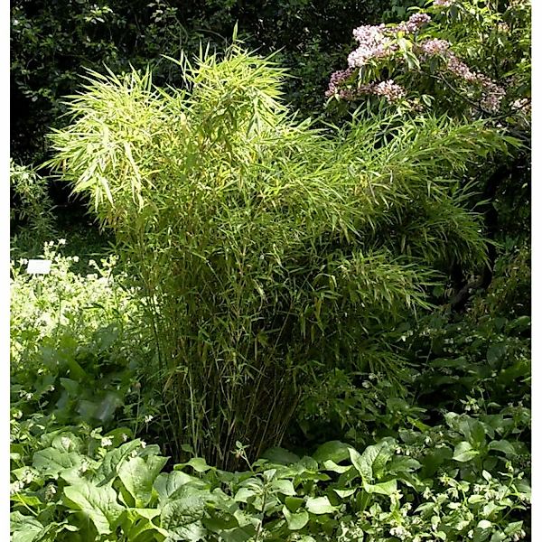 Gartenbambus Jumbo 60-80cm - Fargesia murielae günstig online kaufen