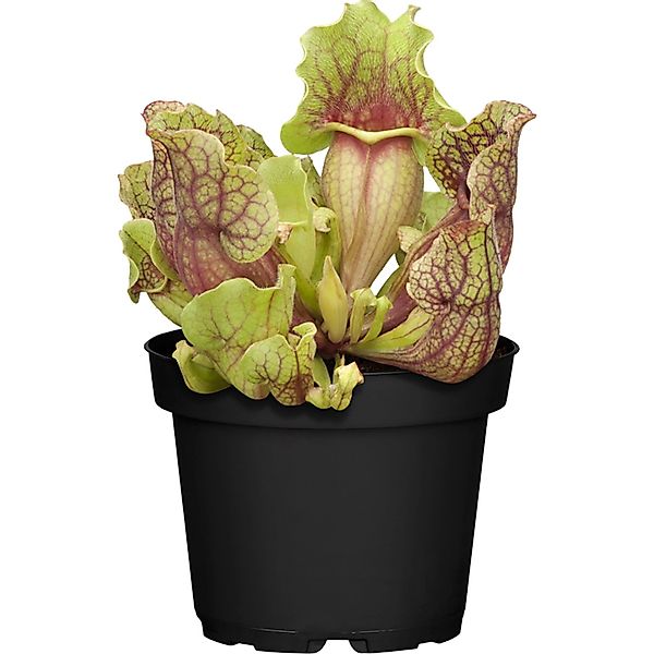 Schlauchpflanze Topf-Ø ca. 9 cm Sarracenia günstig online kaufen