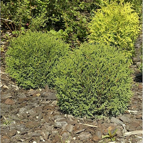 Kugel Lebensbaum Danica 50-60cm - Thuja occidentalis günstig online kaufen