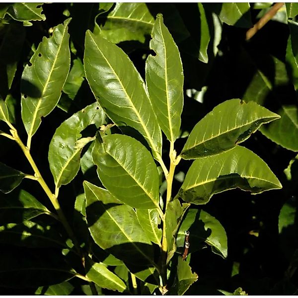 Lorbeerkirsche Greenpeace 60-80cm - Prunus,aurocerasus günstig online kaufen
