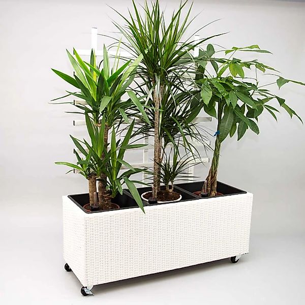 Elegant Einrichten Pflanzkübel Polyrattan mit Rankgitter Rechteckig 82x30x1 günstig online kaufen
