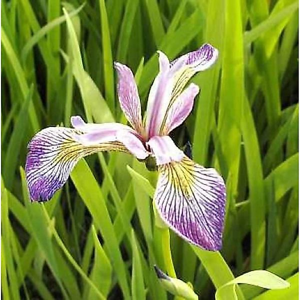Schwertlilie Versicolor Kermesina - Iris versicolor günstig online kaufen