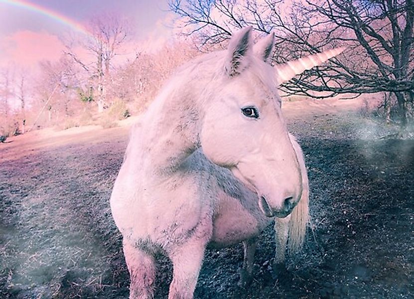 Papermoon Fototapete »Unicorn« günstig online kaufen