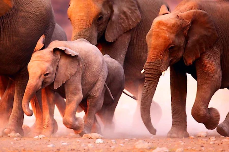 Papermoon Fototapete »Elephant Herd«, matt günstig online kaufen