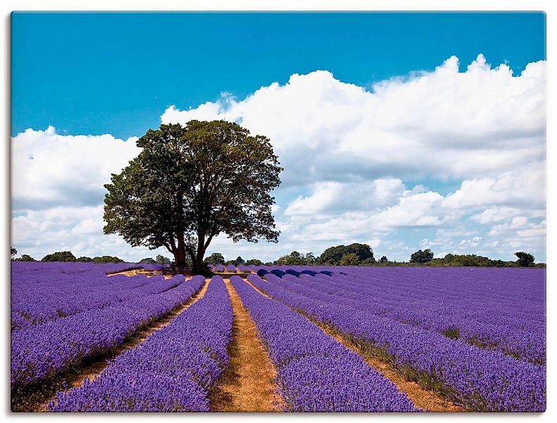 Artland Wandbild "Schönes Lavendelfeld im Sommer", Felder, (1 St.), als Alu günstig online kaufen