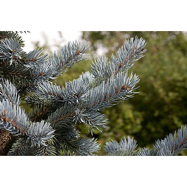 Picea Pungens Hoopsii Blautanne Silberblau 40–50 cm günstig online kaufen