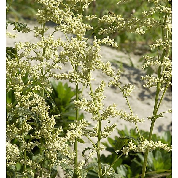 Chinabeifuss Weiße Dame - Artemisia lactiflora günstig online kaufen